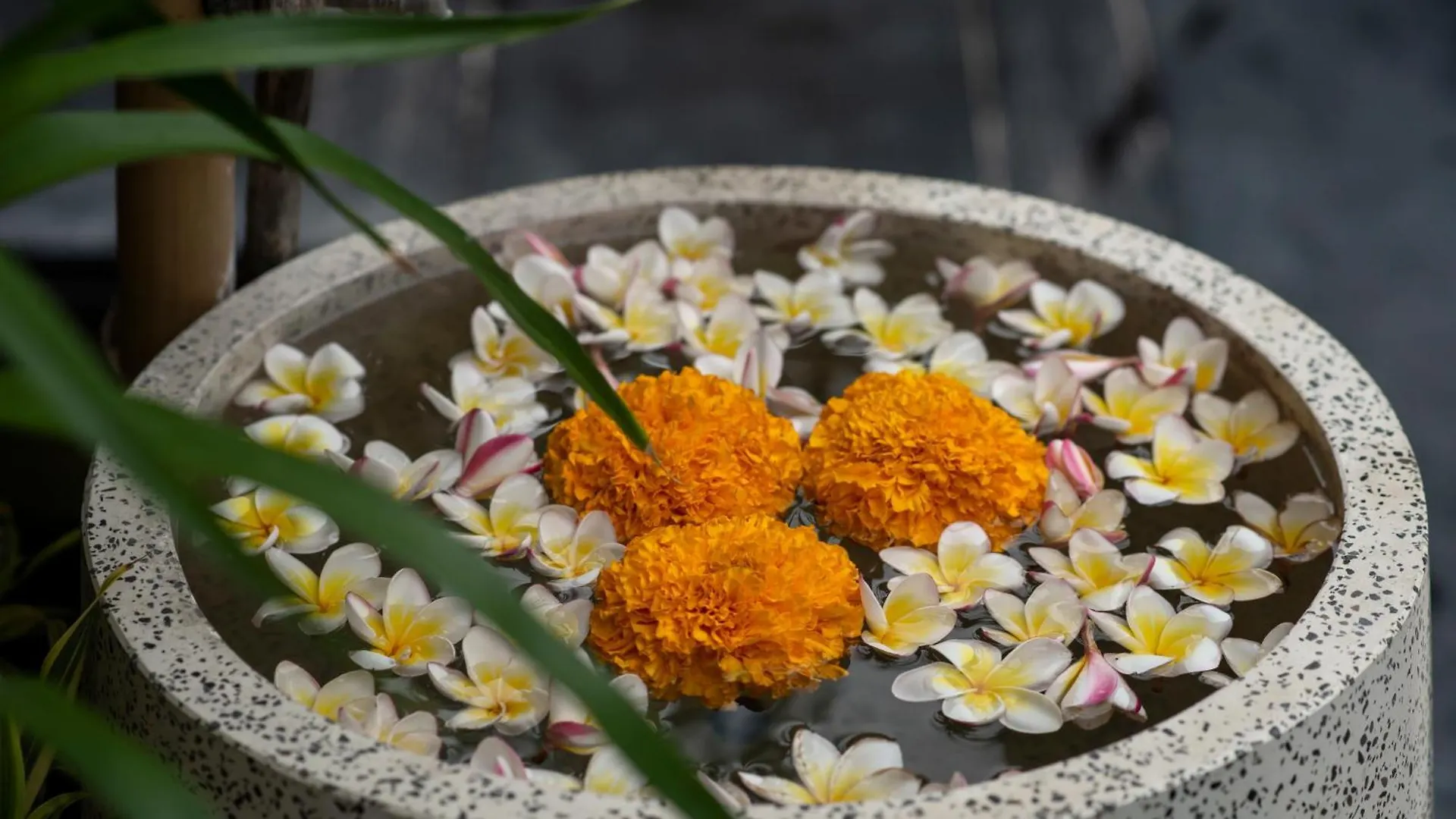 Villa Verde Seminyak Indonésia